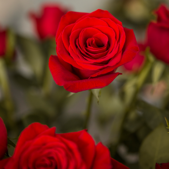ROSE ROUGE classé TOP QUALITE